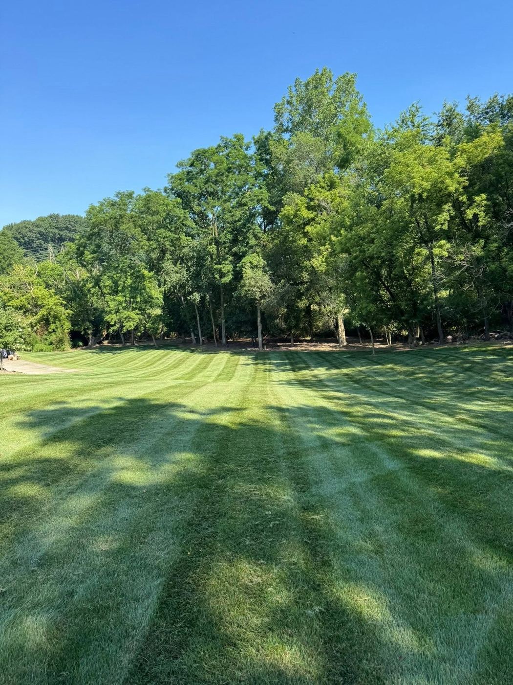 Striped backyard lawn bordered by mature woods