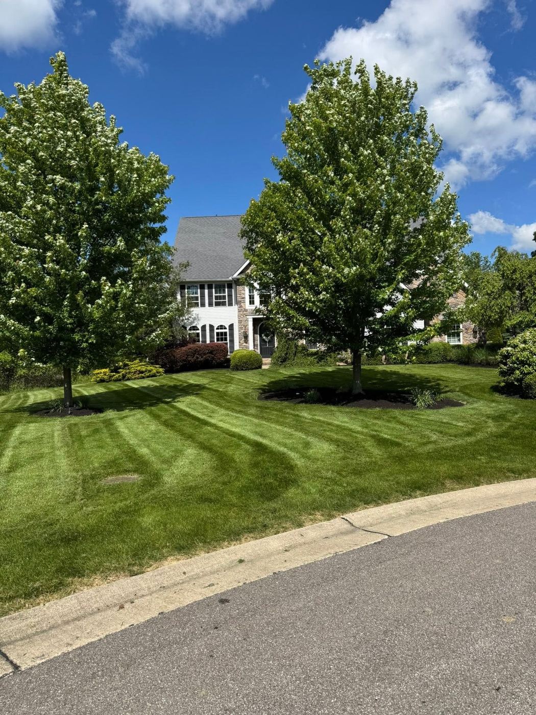 Manicured striped front lawn with two shade trees at a colonial home