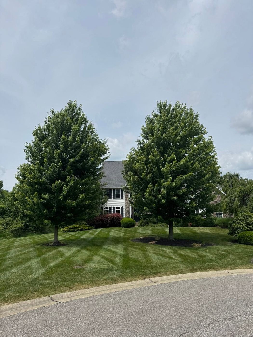 Striped front lawn and shade trees viewed from the curb