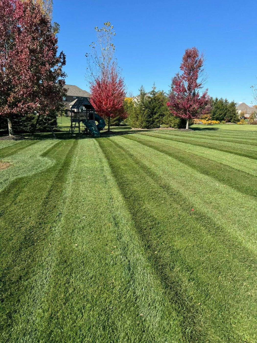 Autumn lawn with fresh mowing stripes and red maples in the background