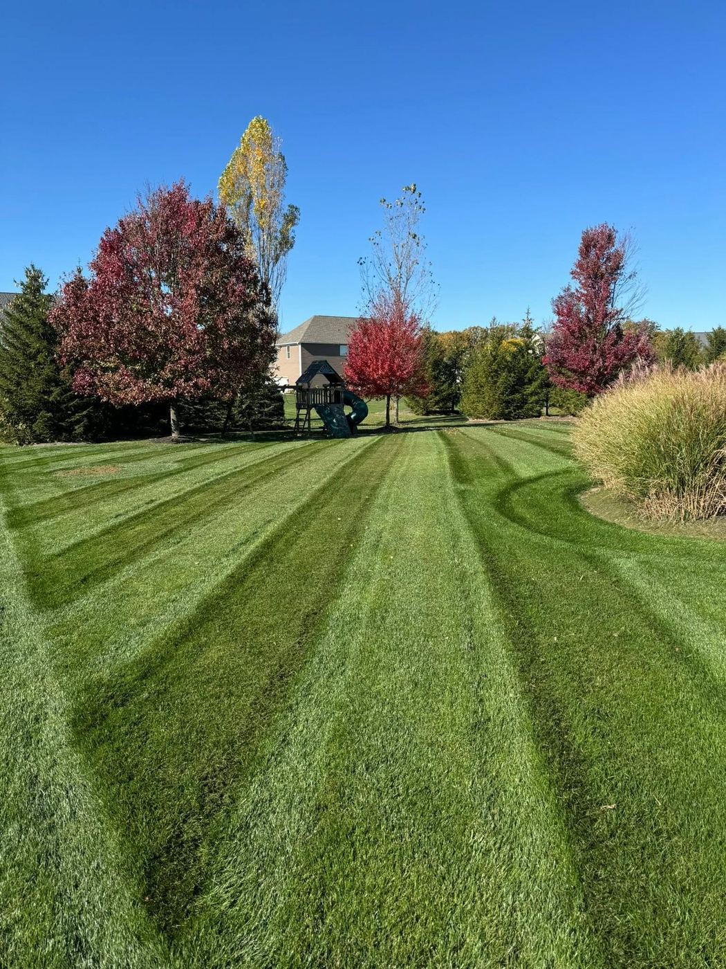 Striped lawn in autumn framed by red and orange maple trees