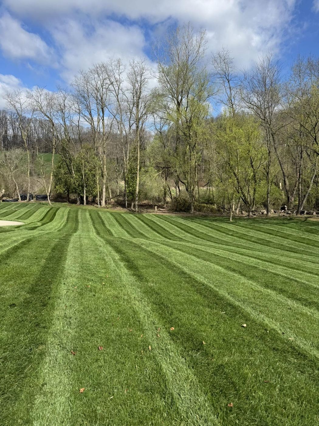Early spring lawn with the season's first mowing stripes